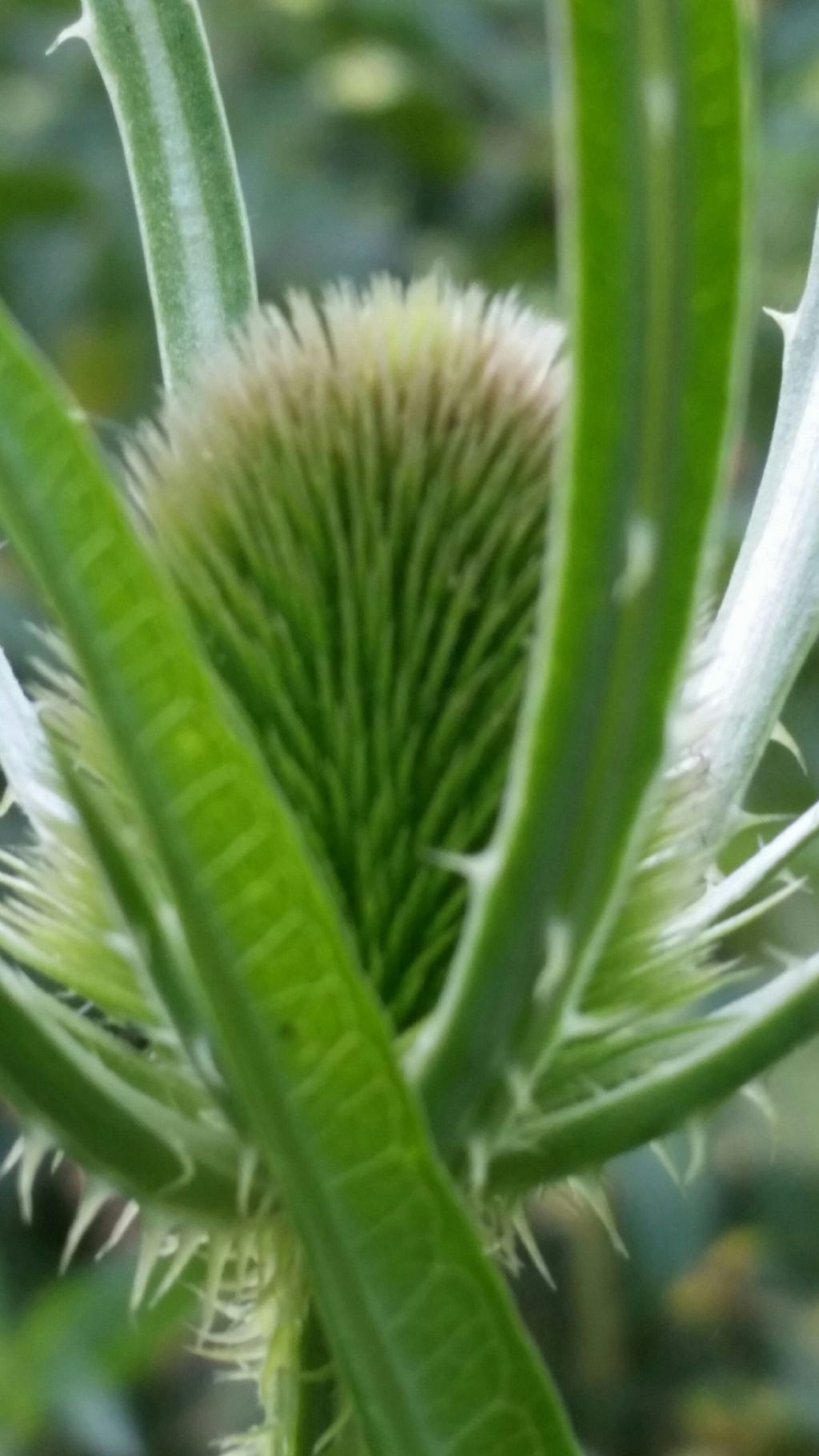 Dipsacus fullonum (Dipsacales - Caprifoliaceae)